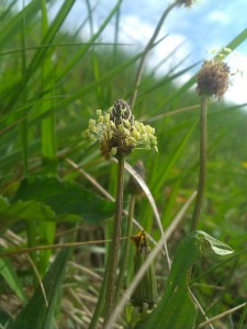 Spitzwegerichblüte